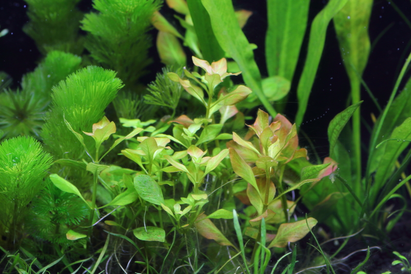 植栽から23日目（トリミングから10日目）